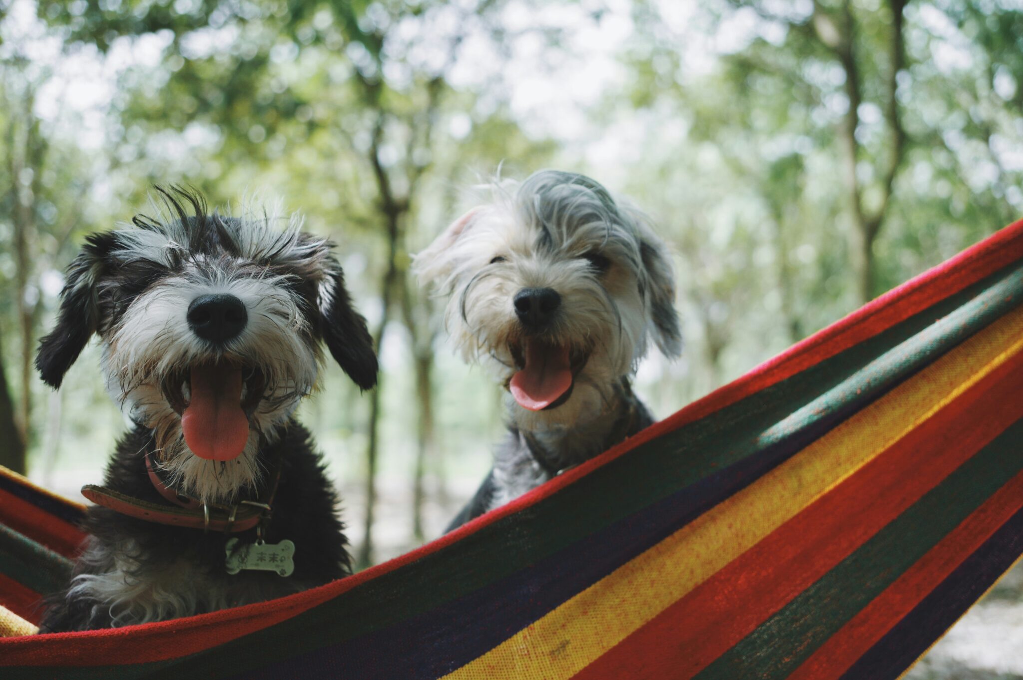 Picture of two small dogs smiling in a hamac