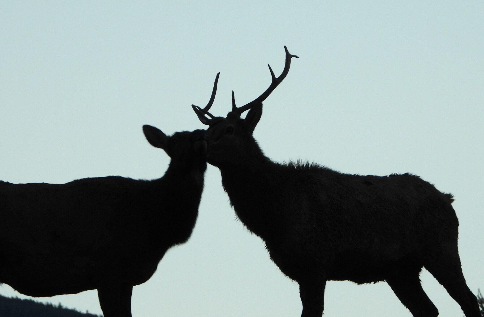 Picture of two deers meeting