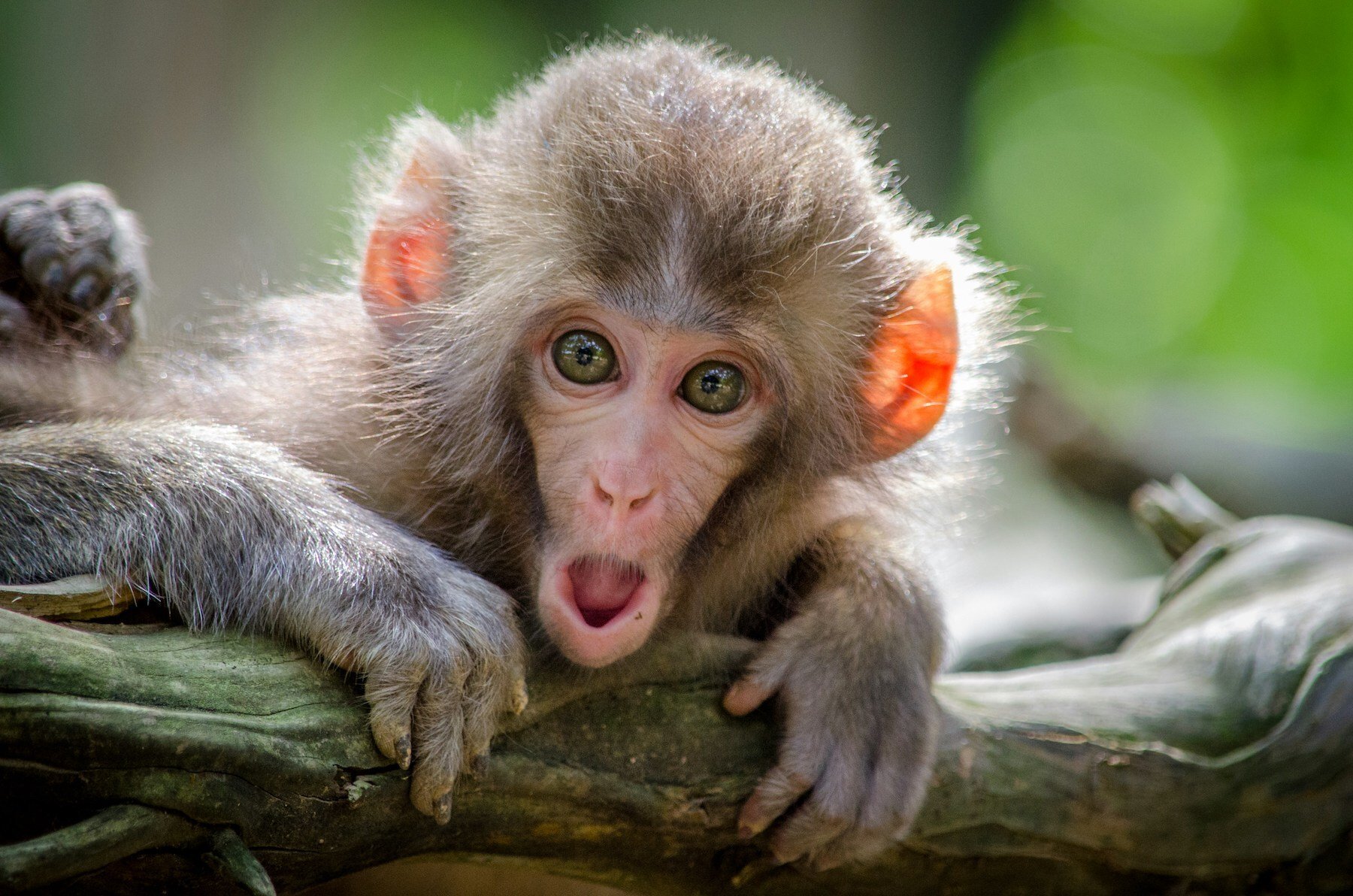 Picture of a shocked monkey