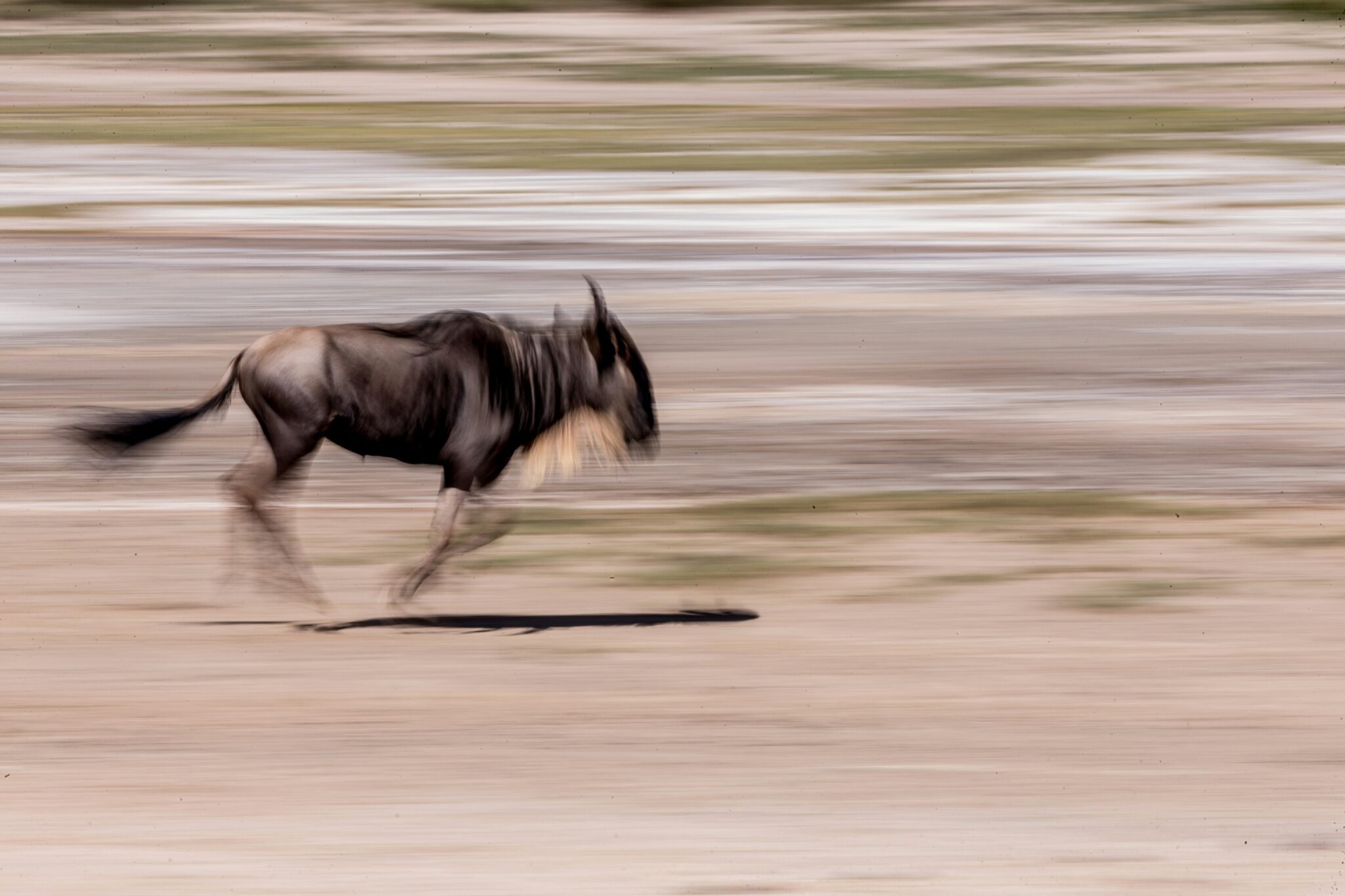 Picture of an animal running at full speed