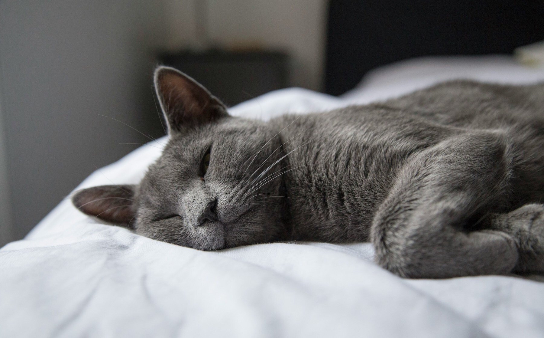 Picture of a grey cat sleeping