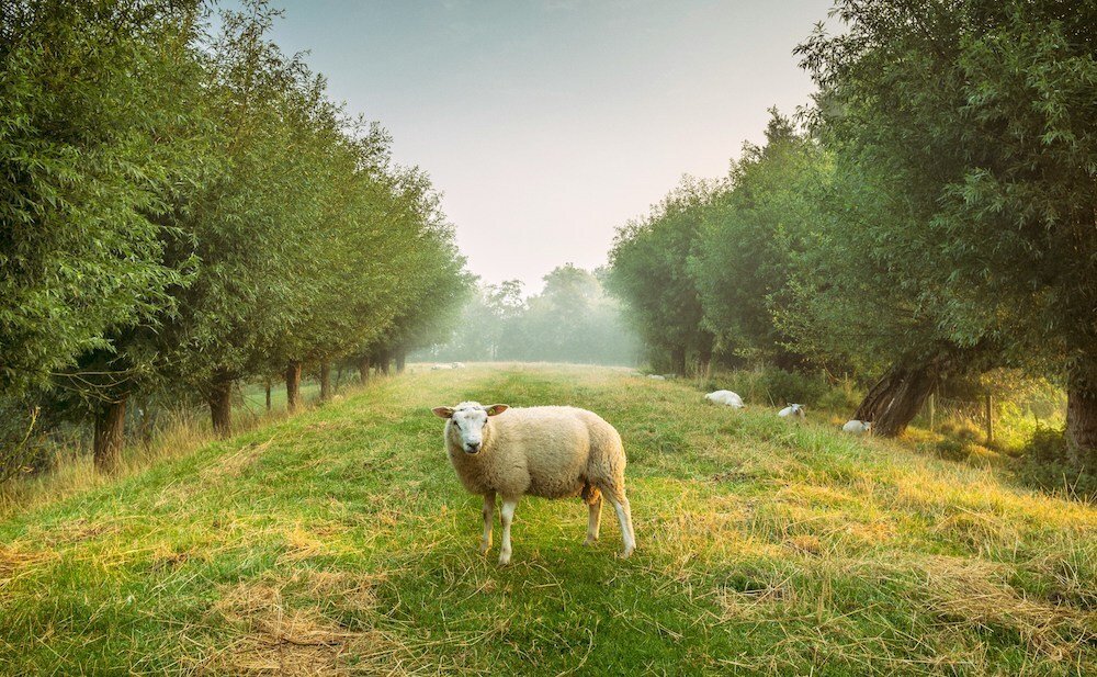 Picture of a sheep in the middle of a field