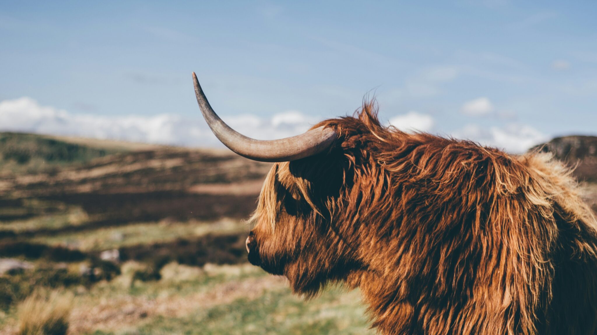 Picture of a cow with bangs looking out on the mountainous landscape